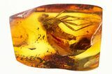 Detailed Fossil Snipe Fly (Rhagionidae) In Baltic Amber #292424-1